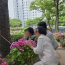 행복동산 | 초안산 수국동산 실시간｜축제 끝났는데도 사람 많아요, 노원행복버스 타고 다녀온 후기
