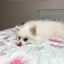 애견랜드 이미지