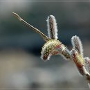 버들낚시터 이미지