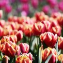 화명생태공원(화명운동장 내) 이미지