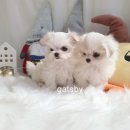 명품애견 이미지