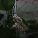 하덴버지아(보라싸리 백화) Hardenbergia violacea 'Bushy White' 이미지