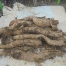 호미건강원 이미지