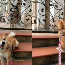 무지개다리 이미지