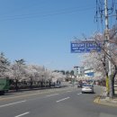 시청별관앞 꽃보라동산 이미지