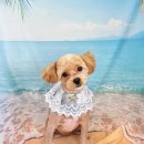 댕댕아야옹 이미지