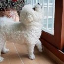 하얀강아지 이미지