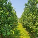 띵가띵가 이미지