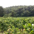 산속골농장 이미지