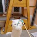 메종 드 캣 이미지