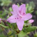 2025 회룡포 봄꽃축제 이미지