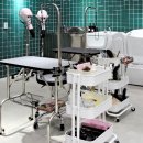 멍냥이발소 이미지