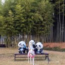 한국대나무박물관 | 담양 애견동반 여행 대나무 박물관 강아지랑 다녀왔어요