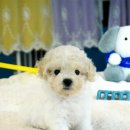 동행 애견 돌봄센터 부산점 강아지 고양이 무료분양 | 강아지무료책임분양 애견샵 알아볼 때 주의사항