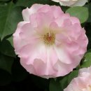 신명중학교 이미지