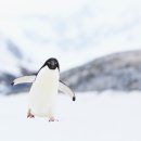 펭귄 이미지