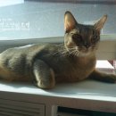 호텔 스미스 이미지