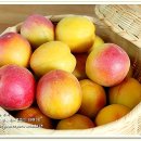 애프리코트(APRICOT) 이미지