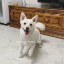pass, 기후 동행 카드, 교통카드, 신용카드 커스텀 반려동물, 기념일, 감성 스티커 카드 리폼 꾸미기 후기
