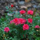 새소망사 이미지