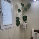 러블리펫 이미지