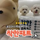 오마이펫 이미지