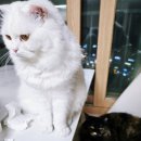 피자헛 수송점 | 도우 찐 맛도리 ! 탱글새우와 관자 조합 피자헛 씨푸드킹