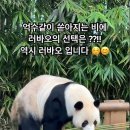 억수같이 쏟아지는 비에 먹을 거 다급하게 챙기는 러바오 💚🐼 이미지