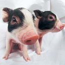 화랑돼지 이미지