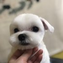 퍼피몽몽 네이버블로그