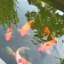 연못가든 이미지