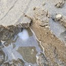 변산해수욕장 | 25.10.04 맛조개체험 [변산해수욕장] 수확 및 정보후기! (+채집 팁)