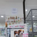 안녕펫(물어보개) 이미지