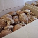 심동리산촌영농조합법인 이미지