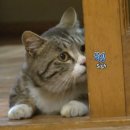 고양이 별 이미지