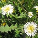 하얀민들레 이미지