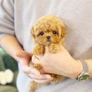 해피멍멍이 | 잠실강아지분양 청결한 해피애견타운 으로