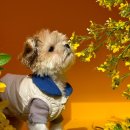 놀러오개 애견유치원 애견호텔 에버랜드점 이미지