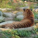 타이거벨리 이미지