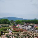 곡성 섬진강기차마을 장미축제 후기｜아이와 가볼 만한 전남 여행지 추천