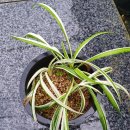 길상초등학교 이미지