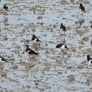 매향리의 검은머리물떼새(Eurasian Oystercatcher) 이미지