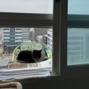 우리집 야옹이 | 고양이 투명 해먹 / 반려묘 투명 타워 우리집 냥냥이 솔직 사용 후기