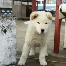 호동이 Daum카페