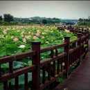 번암리 조천연꽃공원1 이미지