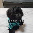 로이펫택시 이미지