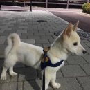 성실한유부 이미지