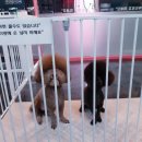 다정하개 이미지