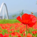 양귀비 - 군산시 중앙로 80-14 | 양귀비