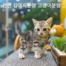 천안 강아지분양 고양이분양 나라애견불당점 네이버블로그